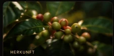 Kaffeekirschen an einer Pflanze